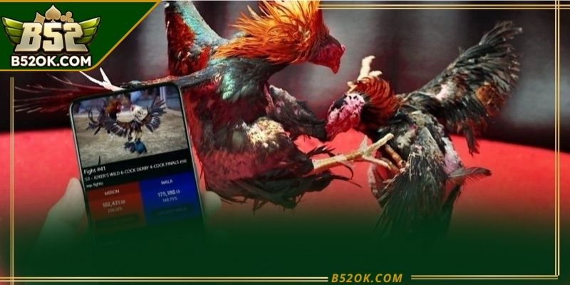 Hình ảnh minh họa giao diện đá gà B52