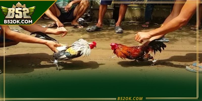 Trường gà campuchia với các trận đấu được tổ chức chuyên nghiệp