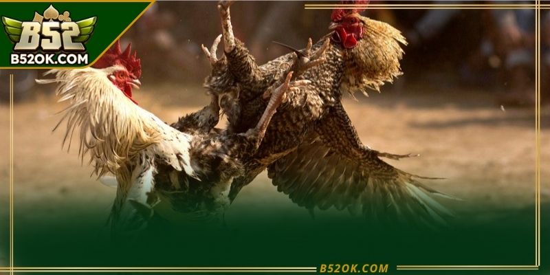 Nhiều trận đá gà cựa dao được tổ chức với luật thi đấu rõ ràng